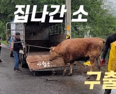 [더영상] 집 나간 소와 줄다리기…버스 타려고 자전거 내팽개친 남성