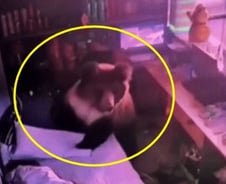 [더영상] ①컴퓨터 택배 던진 기사 ②호텔 문 열고 들어온 불곰 ③눈물의 삼남매 상봉