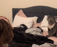 [더영상] ①안방에 야생동물 난입 ②산길서 버스 역주행 ③20분 대화로 사람 구한 경찰