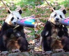 [더영상] ① 푸바오, 팔다리 '바들바들' ② 눈사람 차버린 남성 ③ 주취자 택시 난동