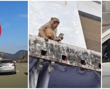 [더영상] ①통째로 날아간 차 유리 ②휴대전화 훔친 원숭이 ③기타 치는 운전자