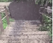 [더영상] ①야생동물 경주 ②하늘서 떨어진 흉기 ③산 정상 뒤덮은 러브버그