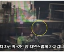 [더영상]①도로에서 유리창 깬 경찰관 ②공원 편의점 자전거 도둑 ③주택가 주차 차량 연쇄 방화범