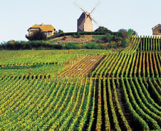 [르포]샴페인의 고향 샹파뉴를 가다