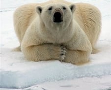 [기자수첩]북극곰까지 가세한 오일쇼크