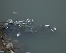 경인운하 건설현장서 물고기 떼죽음