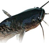 [내일의전략] '외국산 메기' 경계령(?)