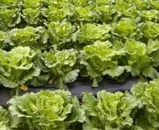 김치값 폭등 패러디 만발… '만원권=배추잎' 사실!