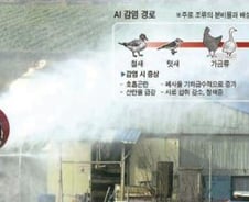 '구제역에 AI까지' 엎친 데 덮친 축산농가 울상