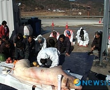 우리 마을에 구제역이 들이닥쳤다