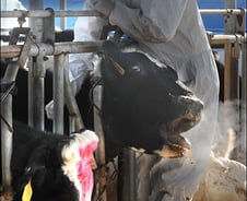 [사진]구제역 백신 접종 받는 젓소