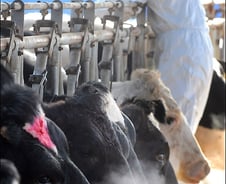 [사진]구제역 예방 백신접종 