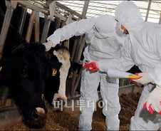 [사진]구제역 백신 접종하는 수의사들