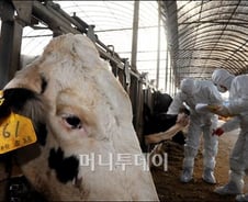 [사진]구제역 비상, 젖소 농가 백신 접종