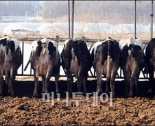 [사진]구제역 비상, 소들의 슬픈 뒷모습