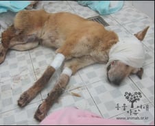 경찰, '황구 학대 용의자 딸' 자처한 네티즌 수사