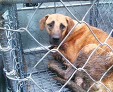 논란 속 '개고기 축제' 결국 취소