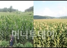 "두만강변 청정지역 자연담은 옥수수수염차"