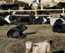 日 "미국산 쇠고기 수입규제, 강화하지 않을 것"