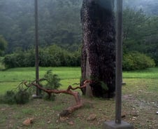 천연기념물 '속리산 정이품송'  볼라벤에 가지가 '뚝'