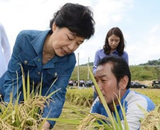 빨래하는 박근혜… '安 출마' 시간 민생행보