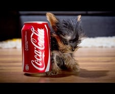 150g '콜라캔 강아지', 가장 작은강아지 기록 노려