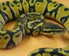 화장실 변기에 비단구렁이가...英 노부부 경악