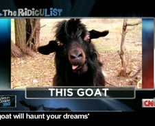 신문배달 소년 테러한 염소 '얼마나 무섭길래'