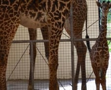 '올해 최고 새끼 동물들'..귀여워도 너무 귀여워 