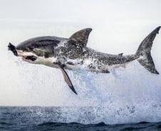 미끼 '덥석' 무는 백상아리 남아공에서 포착