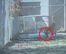 호랑이끼리 물고 죽이고..놀란 방문객들 항의