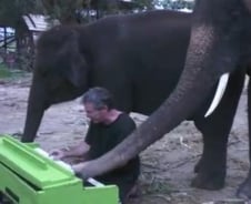 "코끼리 아저씨는 코가 손이래" 피아노 치는 코끼리 화제