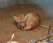 [단독] 덫에 걸린 수컷 여우, 괴사로 앞발 절단위기...재방사 불가능