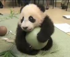 아기 판다 공가지고 노는 재미 푹~ 빠졌네