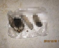 '토막 고양이'에 싱가포르 발칵… 장관까지 나서 