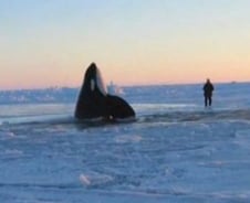 캐나다 범고래, 얼어버린 바다에 갇혀 익사 위기