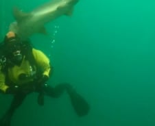 뉴질랜드 여성 머리, 상어 입에 들어갔다가 구조돼