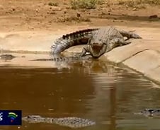 악어떼 1만5천마리 집단탈출, 주민들 '공포'