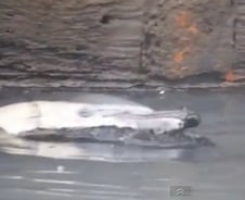 죽어가는 뉴욕 돌고래를 구하지 않기로 한 이유