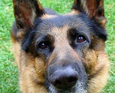 자살하려던 주인에 달려들어 총 빼앗은 忠犬 '화제'