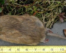 이란, '토끼만한 쥐' 창궐..고양이도 '쥐 몸집'에 줄행랑 