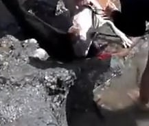 새끼 바다사자 물어죽인 개, 주인이 바로...