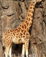 재산목록에 '기린·사자' 국회의원 누구?