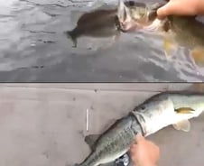 "통 채로 삼키려다 그만"...싸우다 혼절한 물고기들?