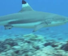 괌에서 한국인 관광객 상어에게 물려 익사