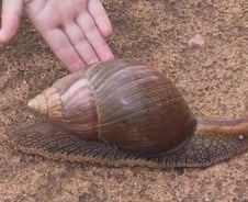 美 플로리다주 거대달팽이로 몸살..건물까지 갉아먹어 