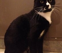 맥도날드 중독 고양이, 다이어트로 건강 되찾아