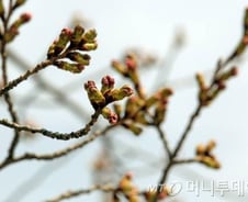 "꽃은 힘이 세다"