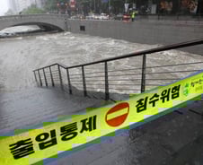 기습폭우에 '청계천 물고기' 떼죽음… 왜?