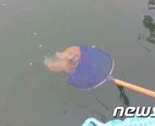 [단독] 인천 살인 해파리 이어 동해·남해도 맹독 해파리 피해